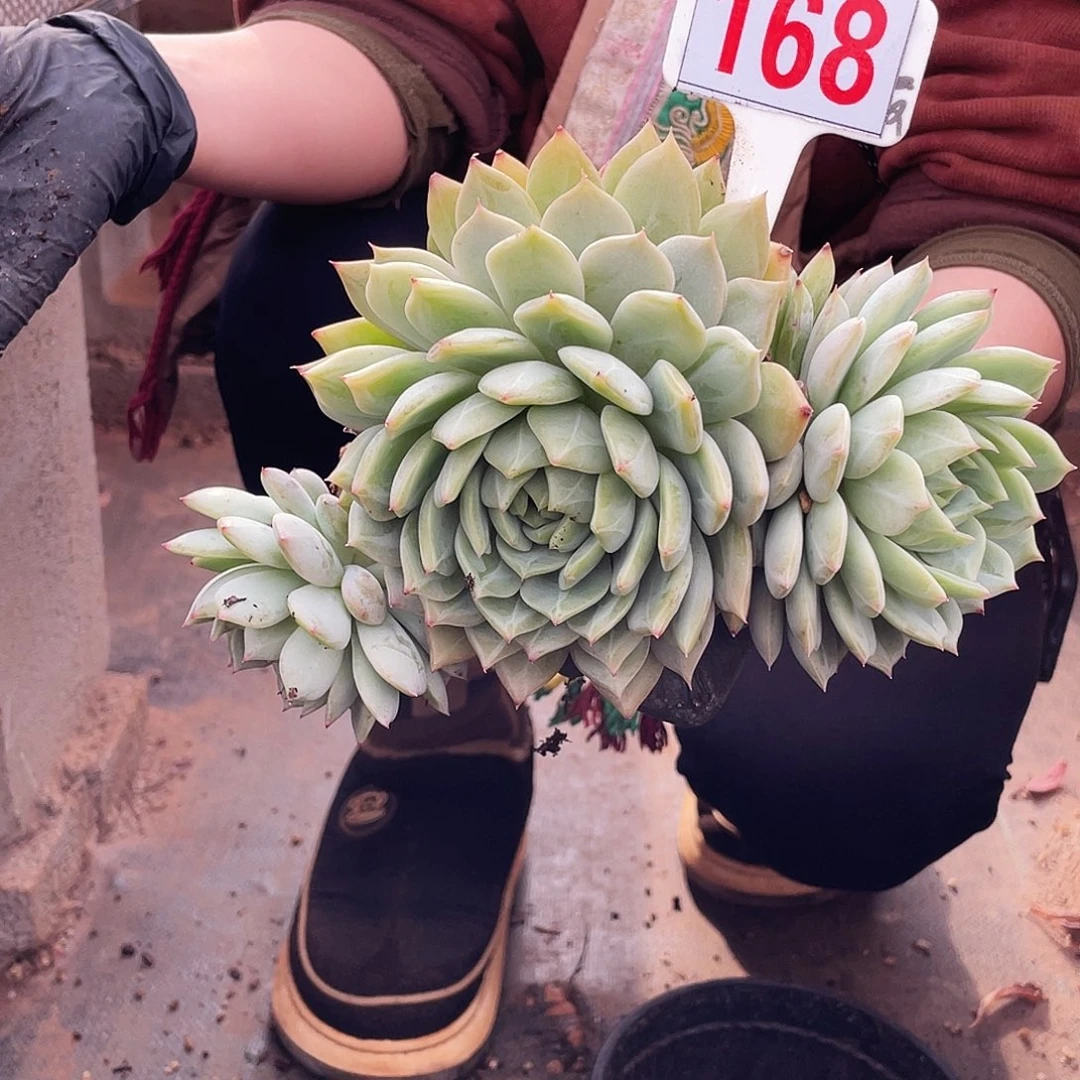 用***玥糖心多肉   .168号