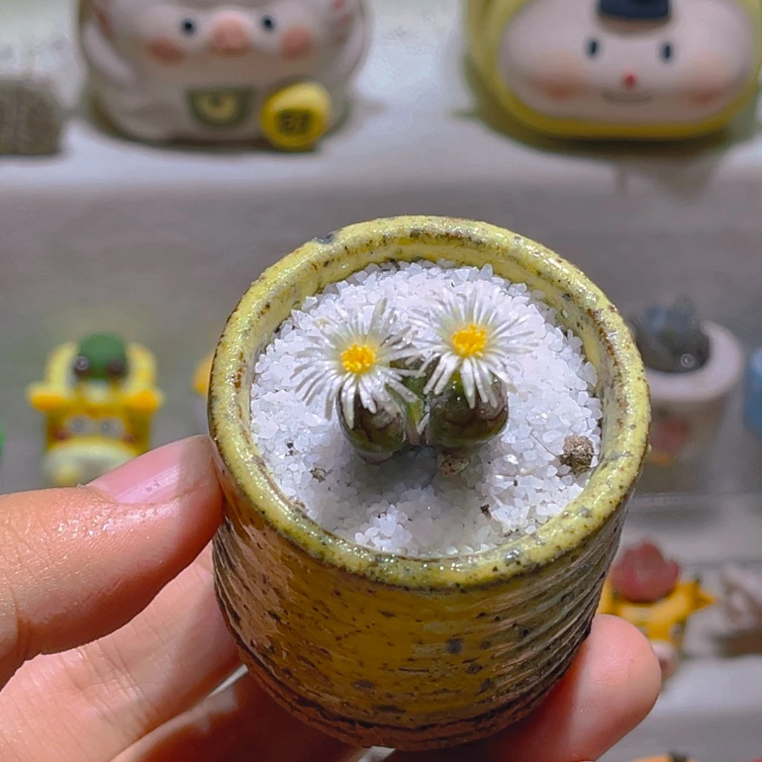 015双头吕氏毛杂带盆土一套80