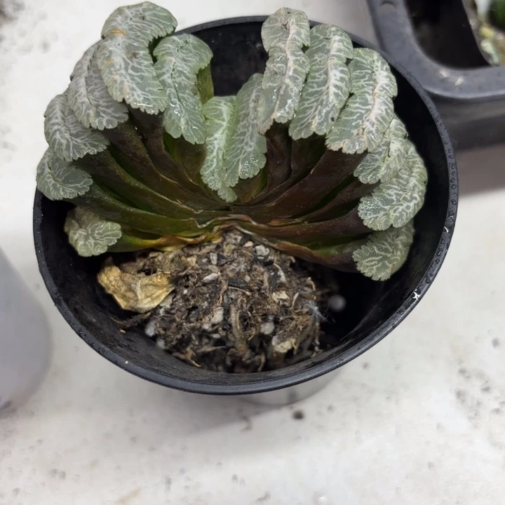 母本母本虞姬玉扇 带盘发货