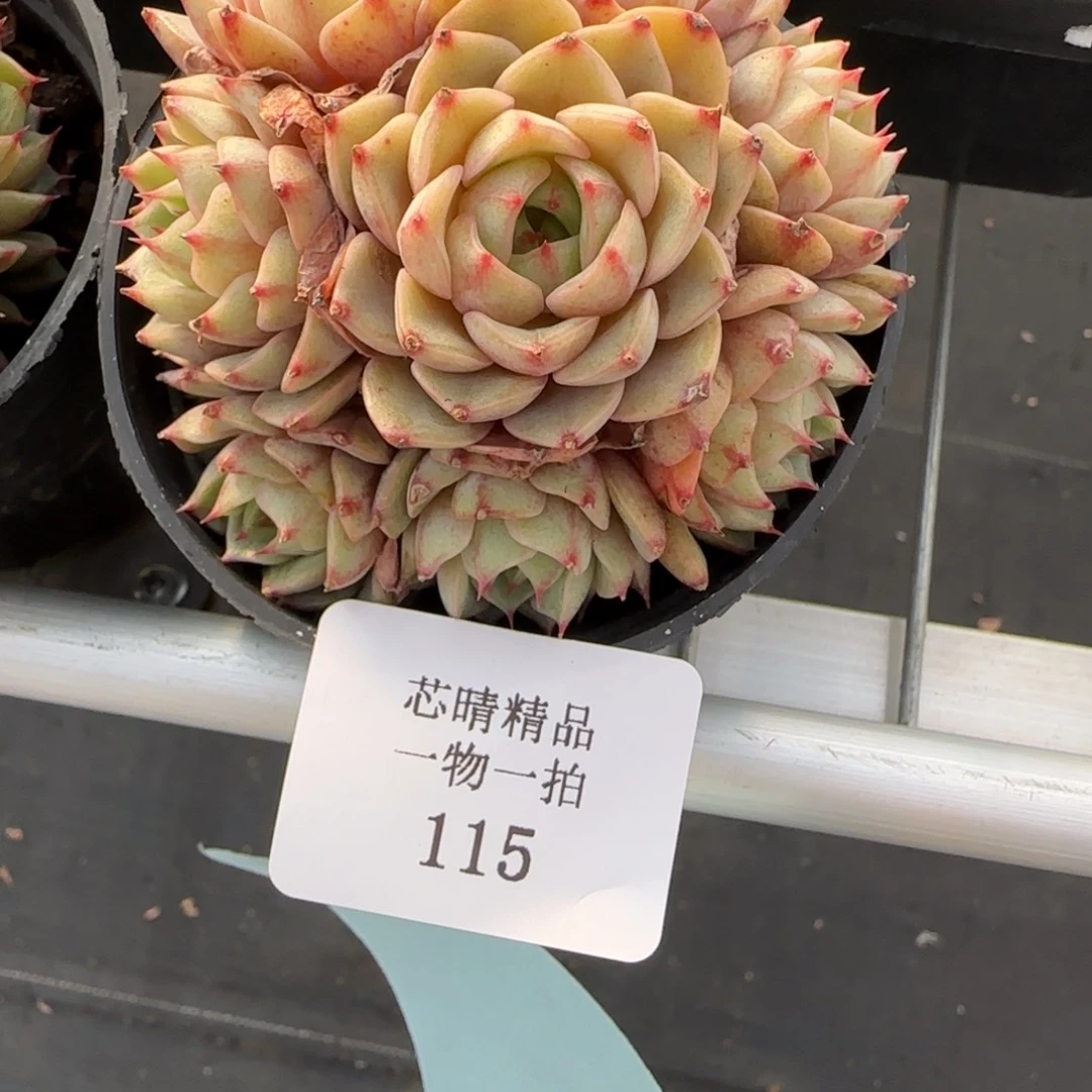 春***¥闪购精品多肉115号