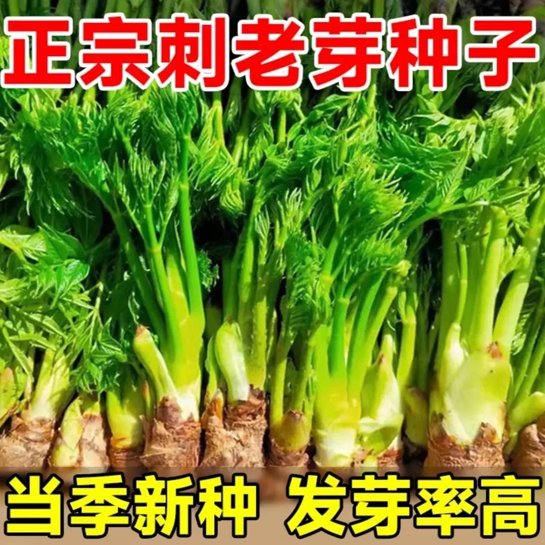 【东北特色】刺龙芽种子刺老芽味好树头菜山阳台花盆四季种子gsj
