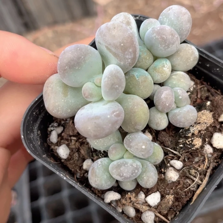 一我一拍鸡蛋奶不包整