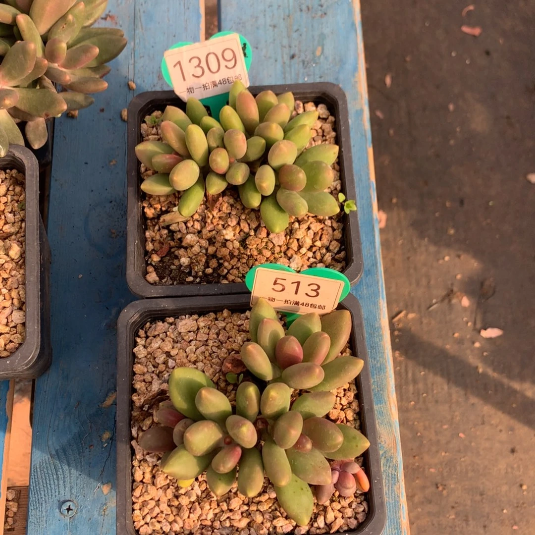 可***瓜芒果奶无砍2颗1309-513