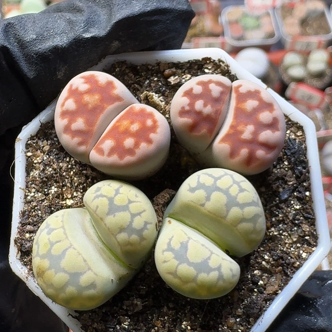 生石花22:：：。  77