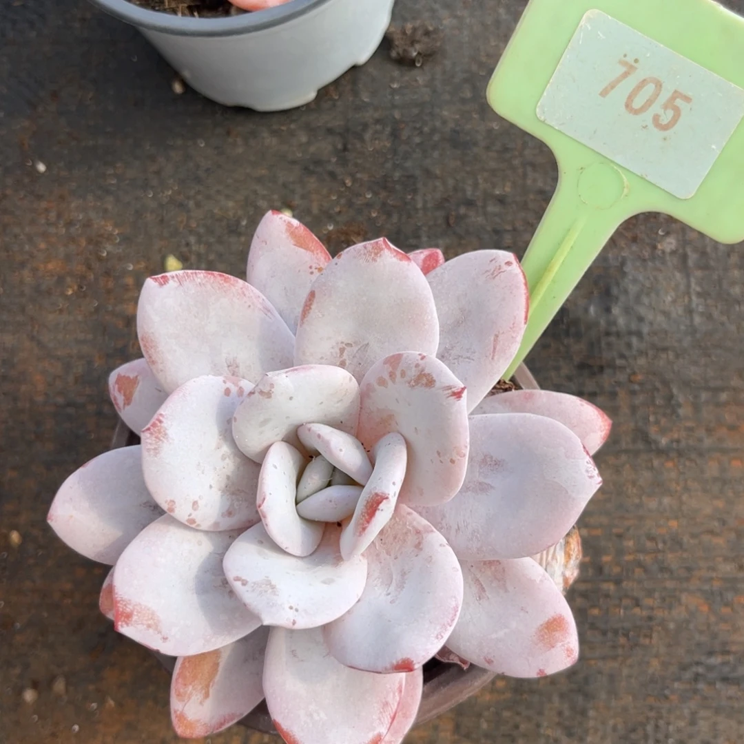 云尘多肉一物一拍705，