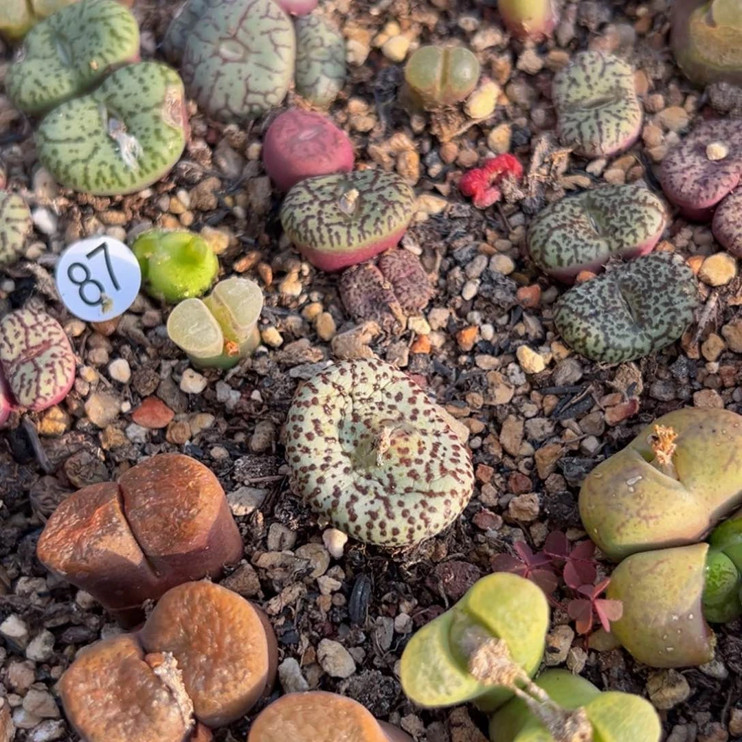 多肉植物111111111111111