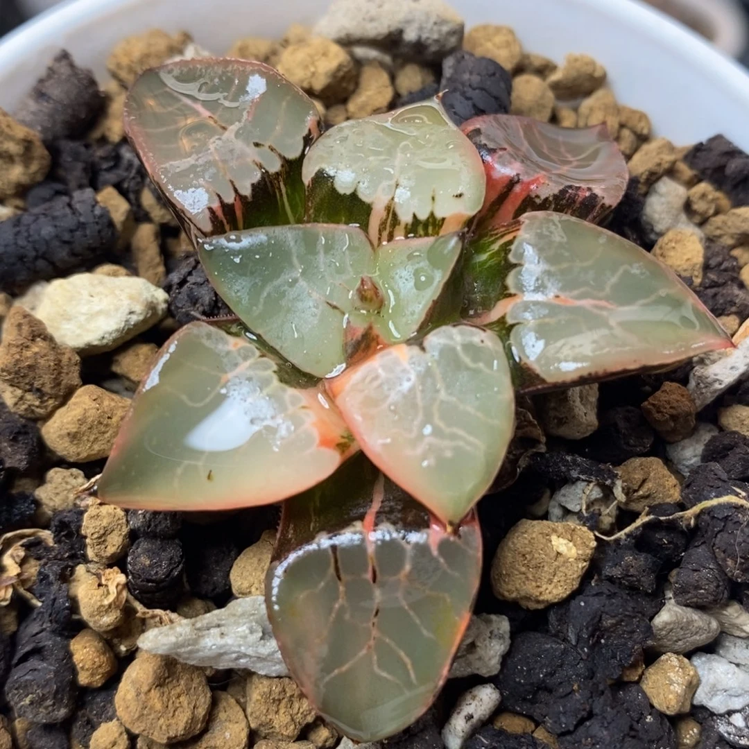 3火凤凰锦一物一拍