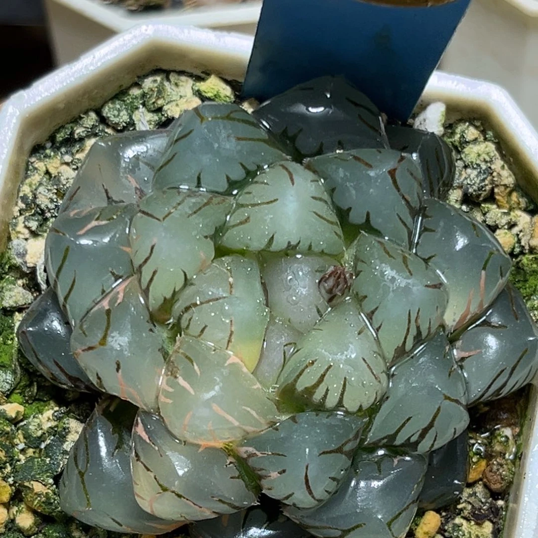 恭喜发财大吉大利0298