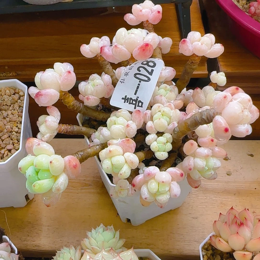 罗琦，028、仙农出品