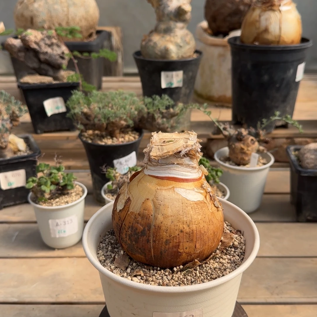 662灯台百合9.5厘米块根植物