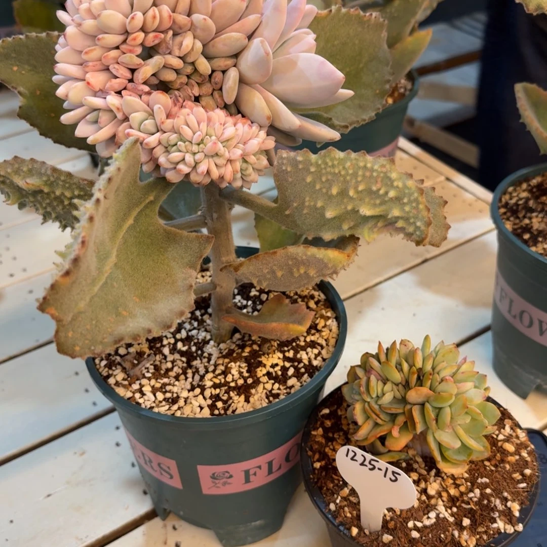 打***死1225-15嫁接星星雪缀化一颗白凤缀一颗