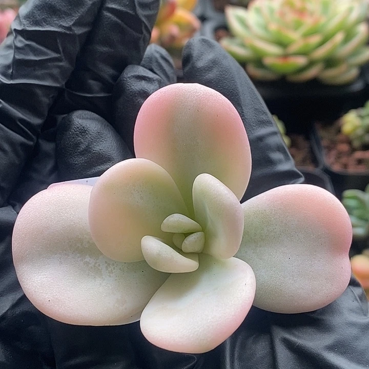 雪兔锦无根多肉植物