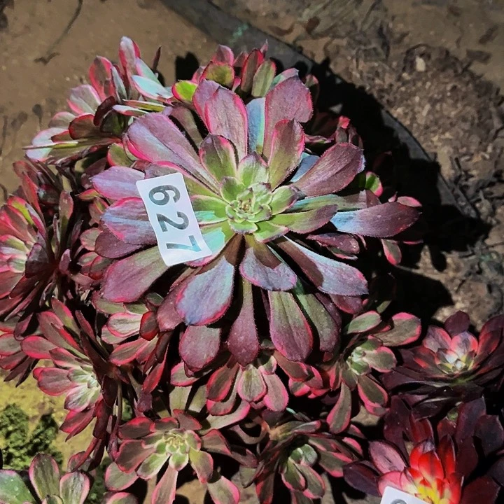 627烟花多肉植物