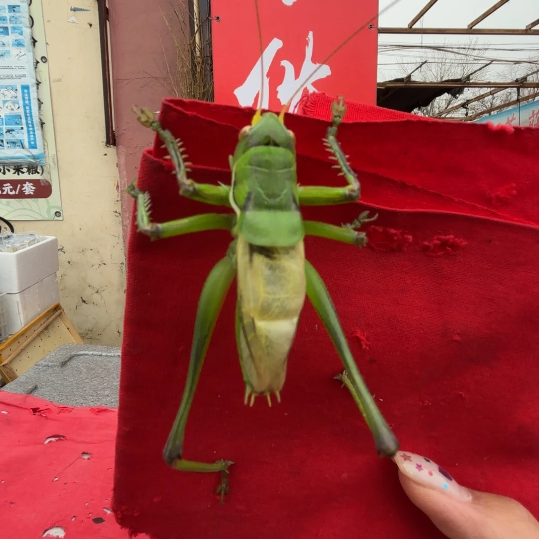 用***5蝈蝈蝈蝈福福价格