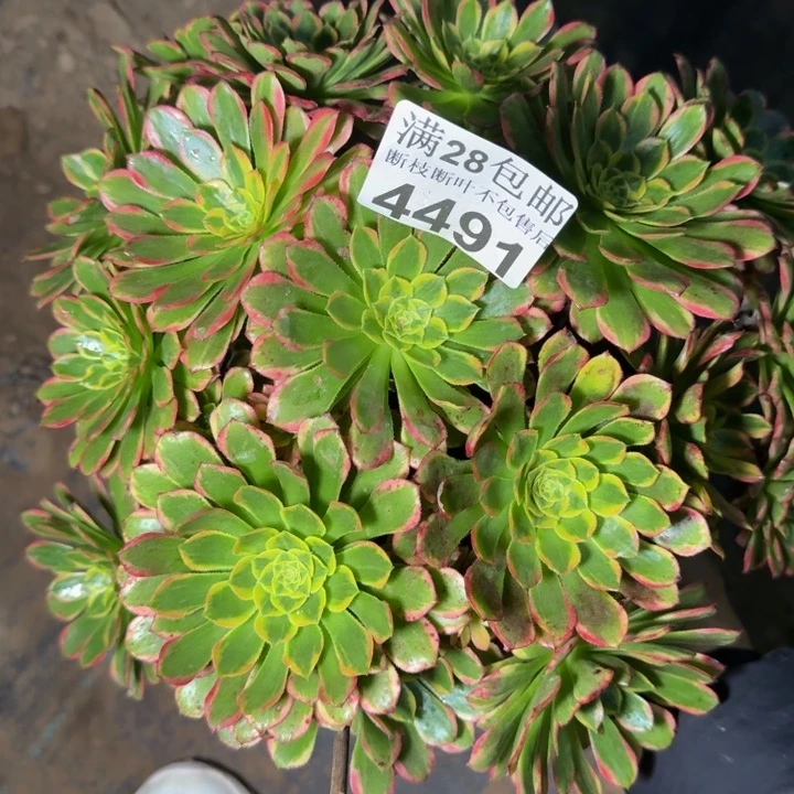 4491朝霞多肉植物