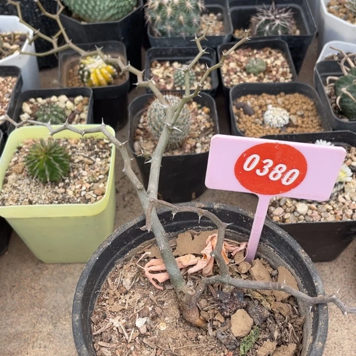 弯曲龙棵0380000000