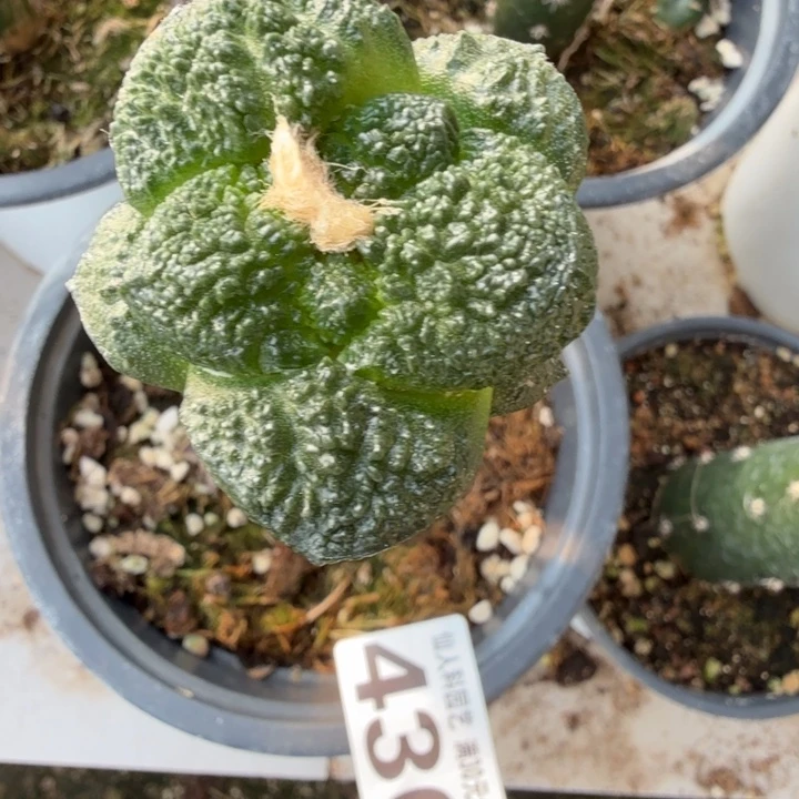 无花朵430大尤哥斯拉西三