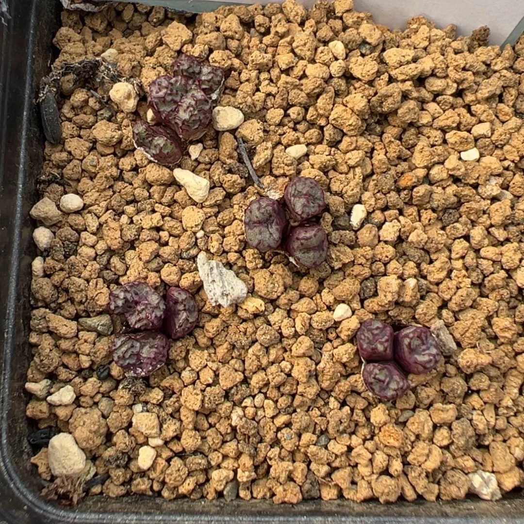 20-91小飞多肉植物