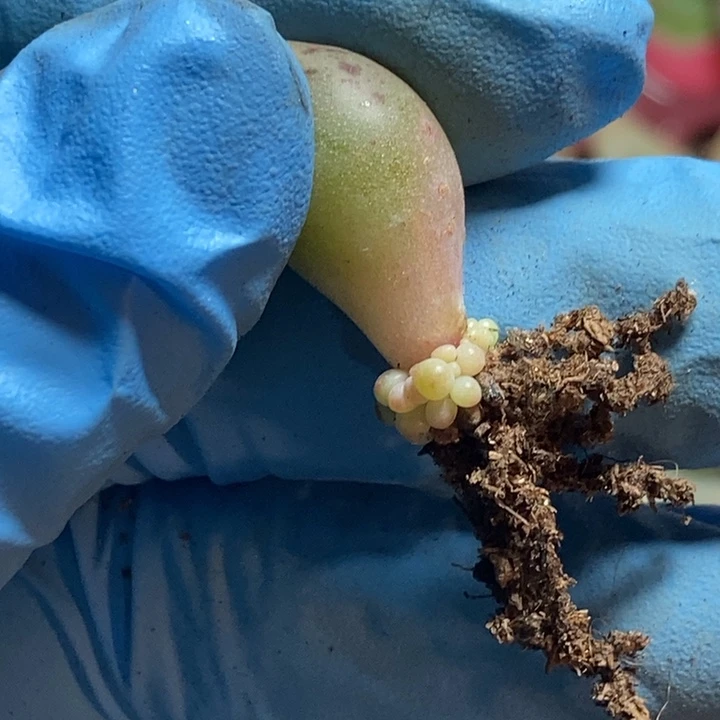 奶杂多肉植物多肉