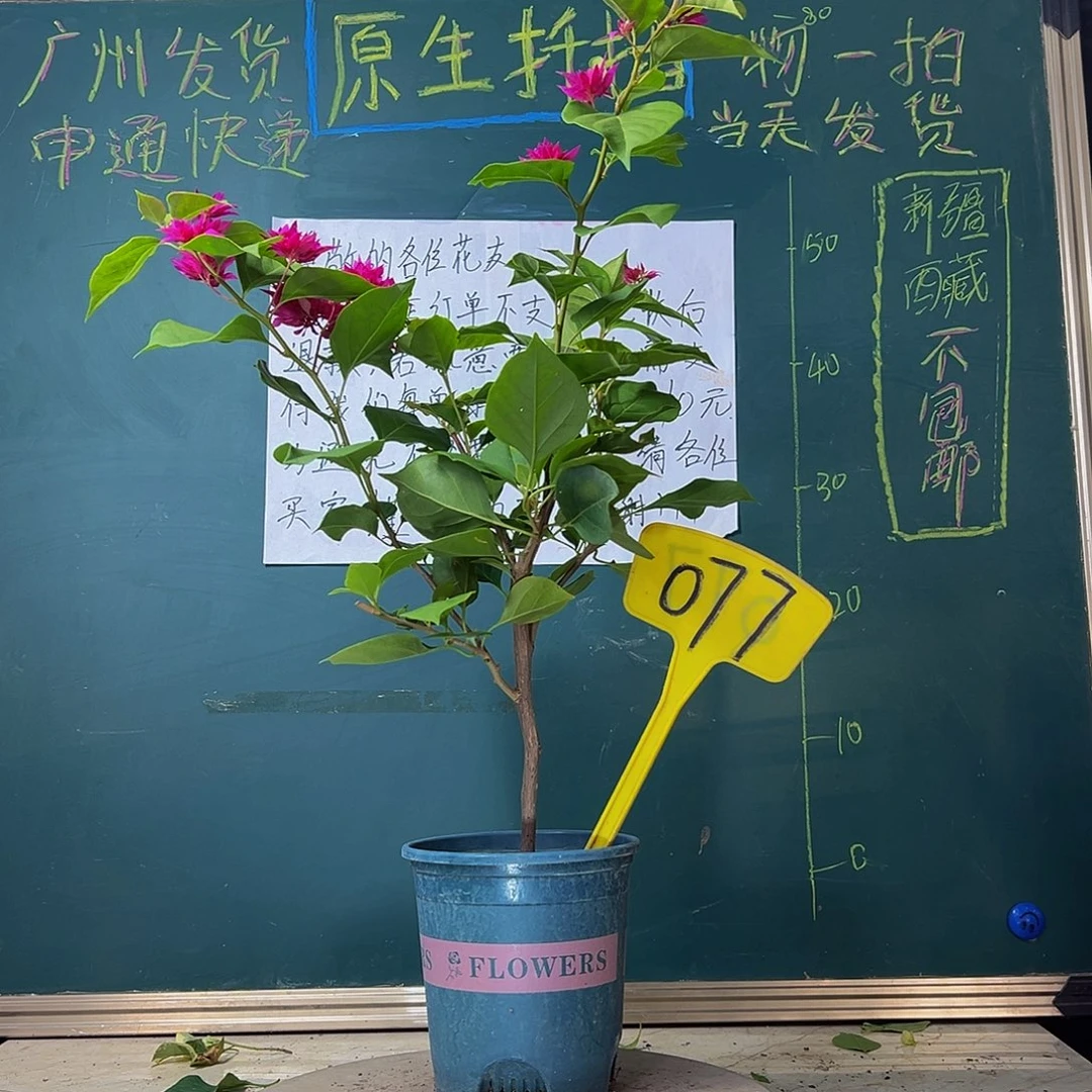 当前无花栽培后可以开花重瓣枣红077
