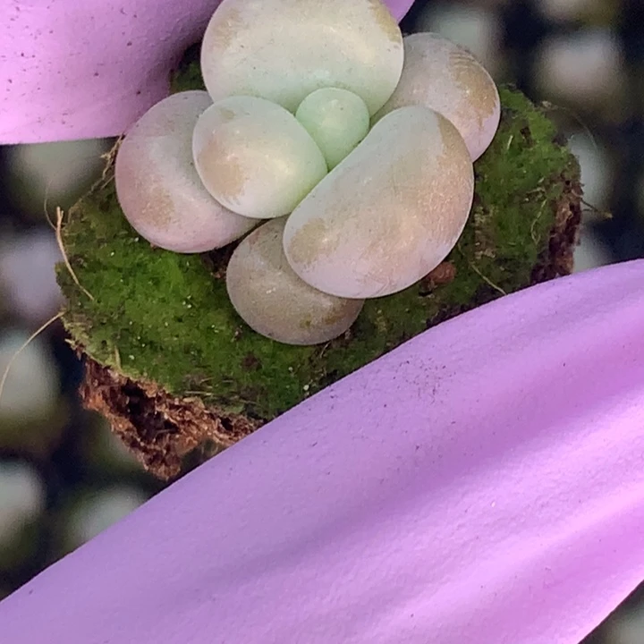 蛋黄奶 10颗 （满9.99包邮不满9.99发叶