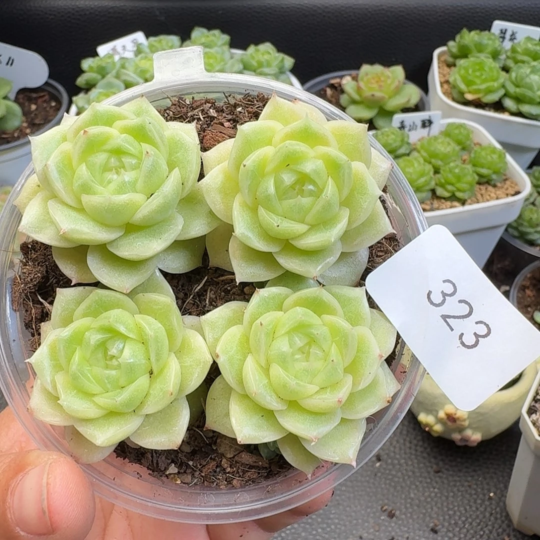 一物一拍一物一拍916-323