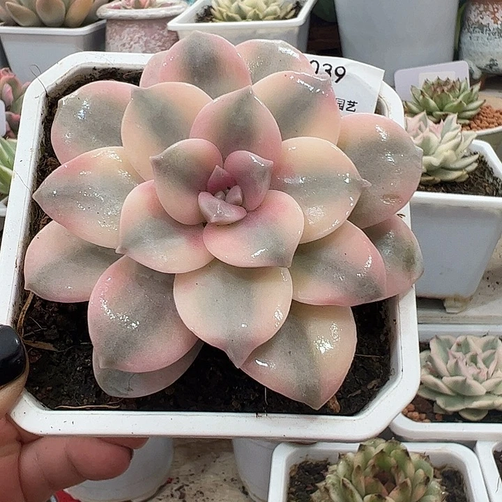 0039华丽风车锦多肉植物