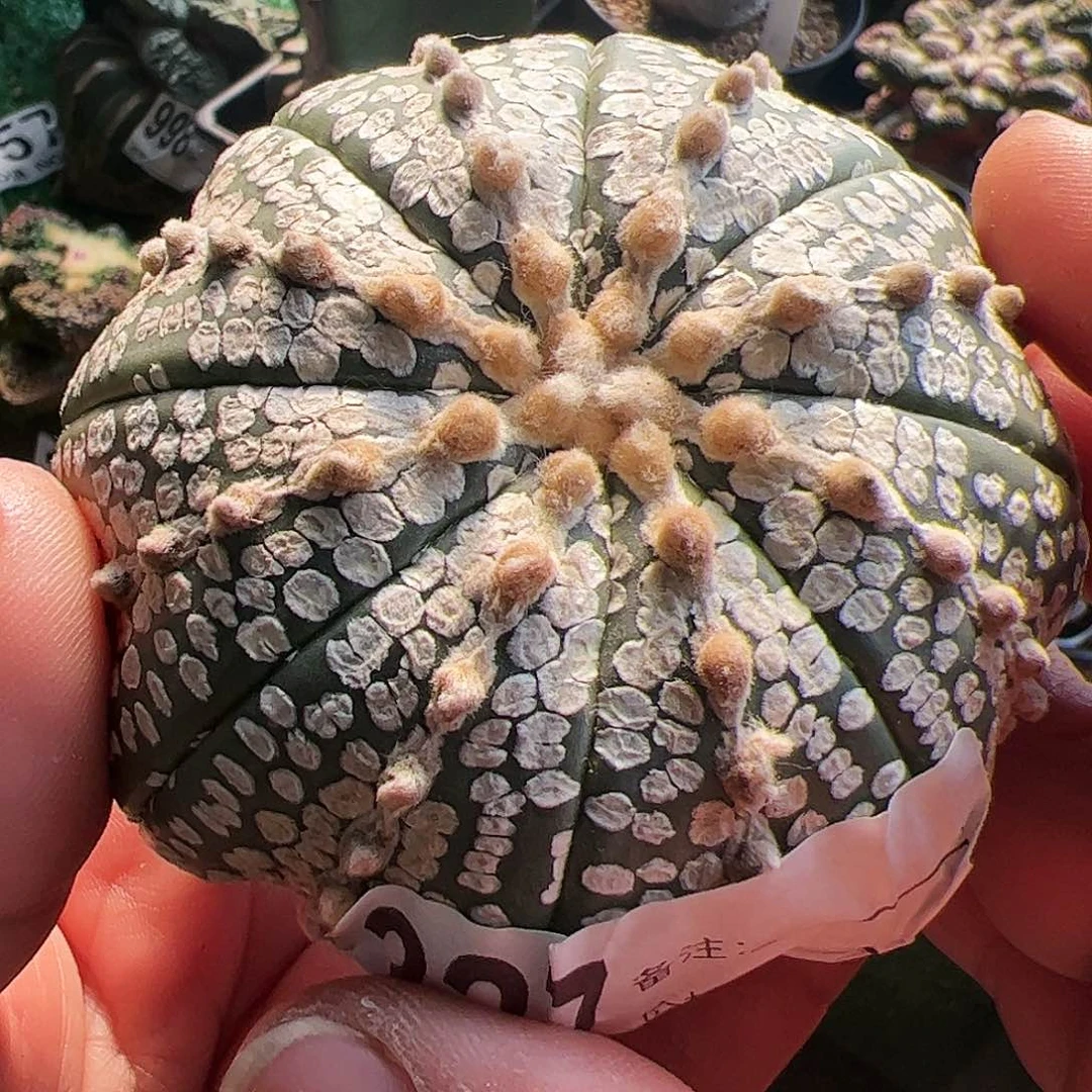 无根奇迹兜仙人球327