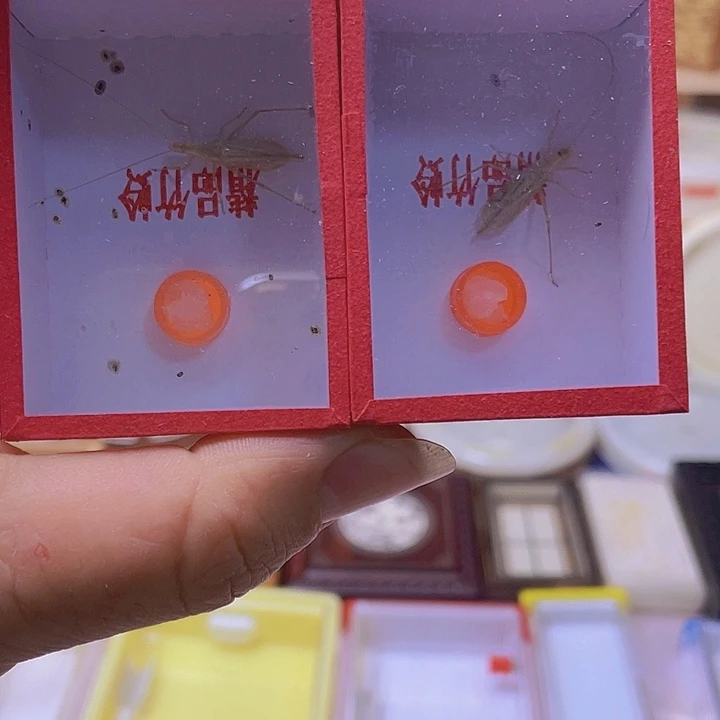 江***待黑金竹玲2啊啊啊啊啊