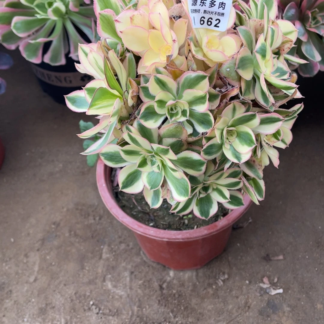 662艳资多肉法师断枝不包