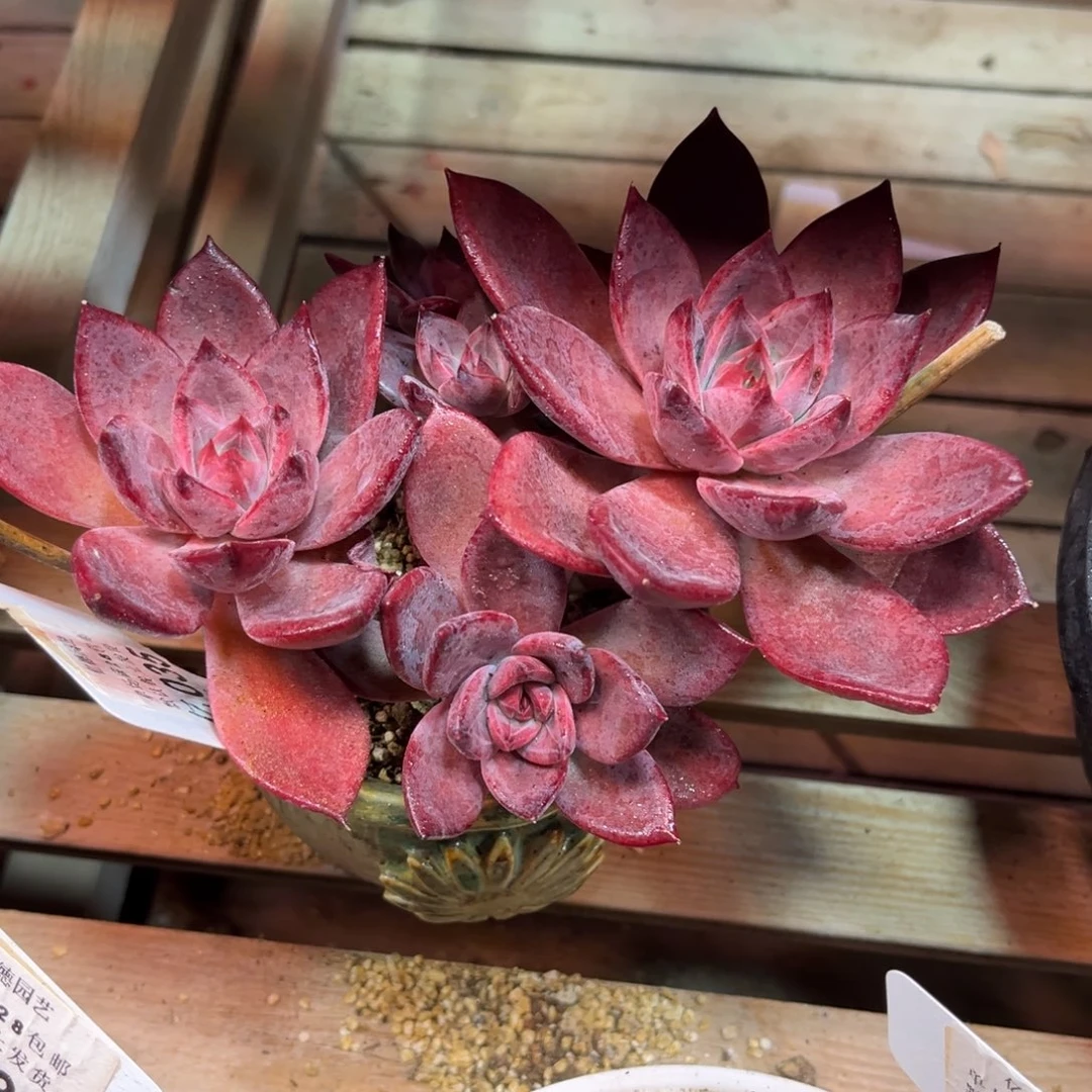 红糖卡多肉植物duonvn