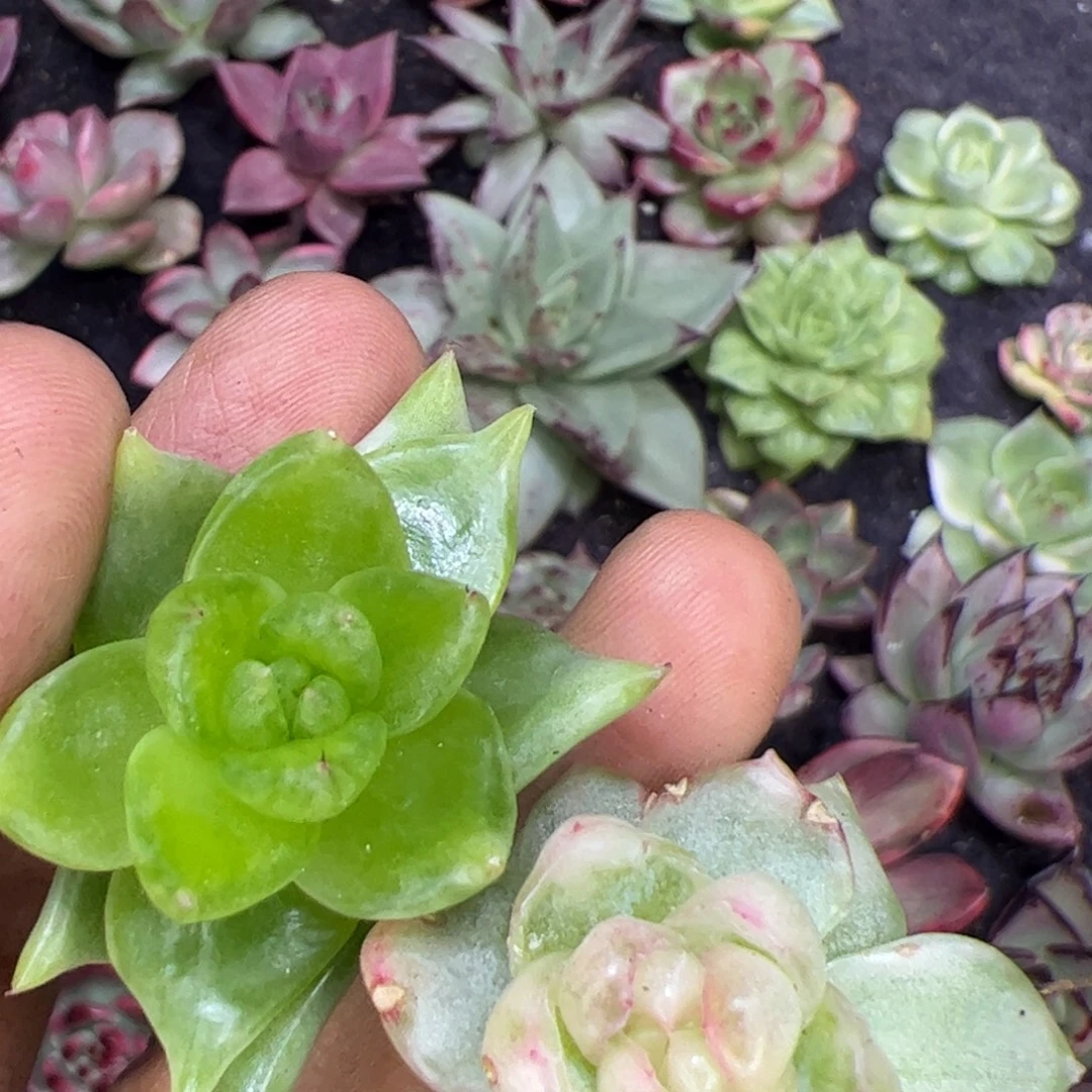 肉***嘟多肉植物，多肉植物