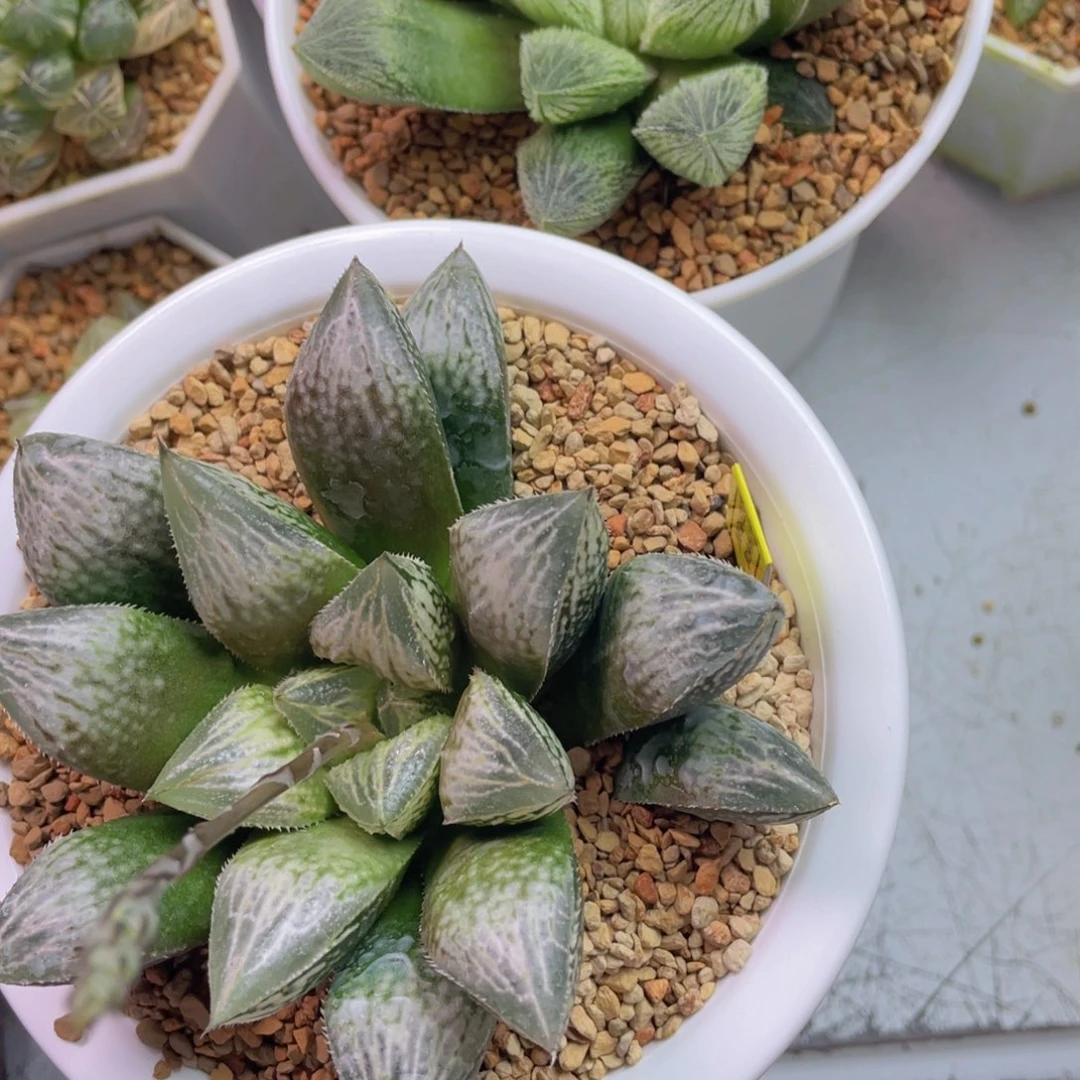 一***水实生寿➕毛玉露。