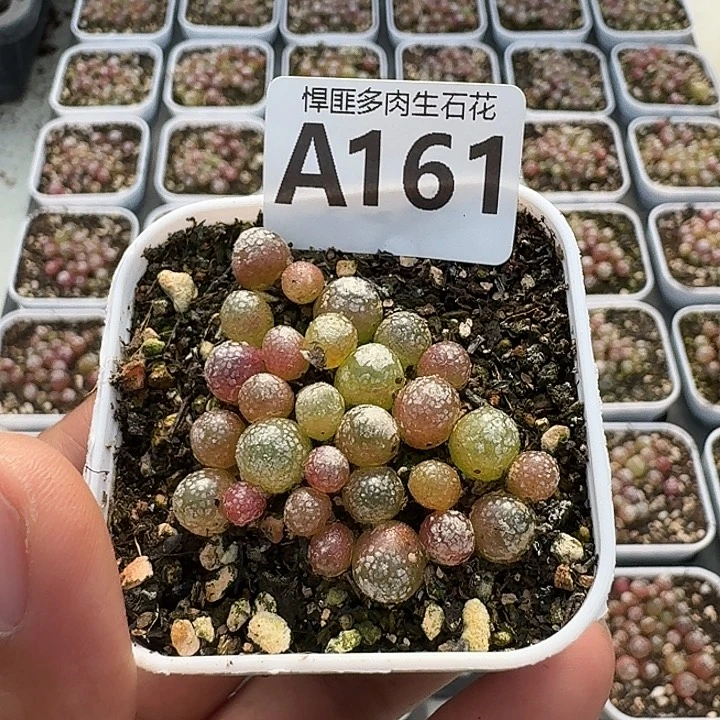 161多肉植物多肉植物