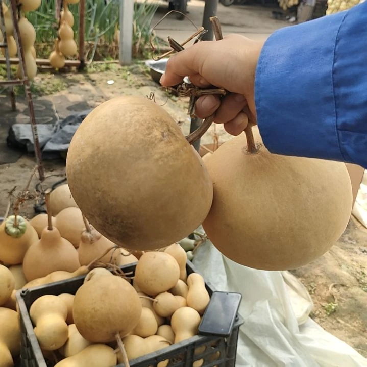 藤家居摆件，桌面摆件
