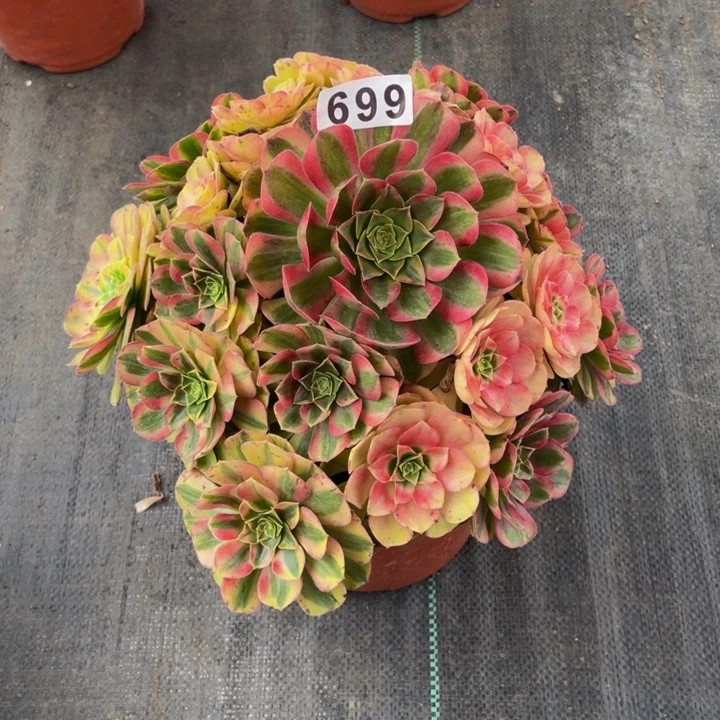 699老庄多肉法师雨荷