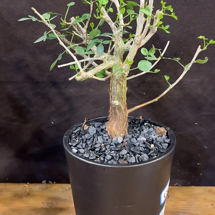 汤圆植物园叶芳香橄榄