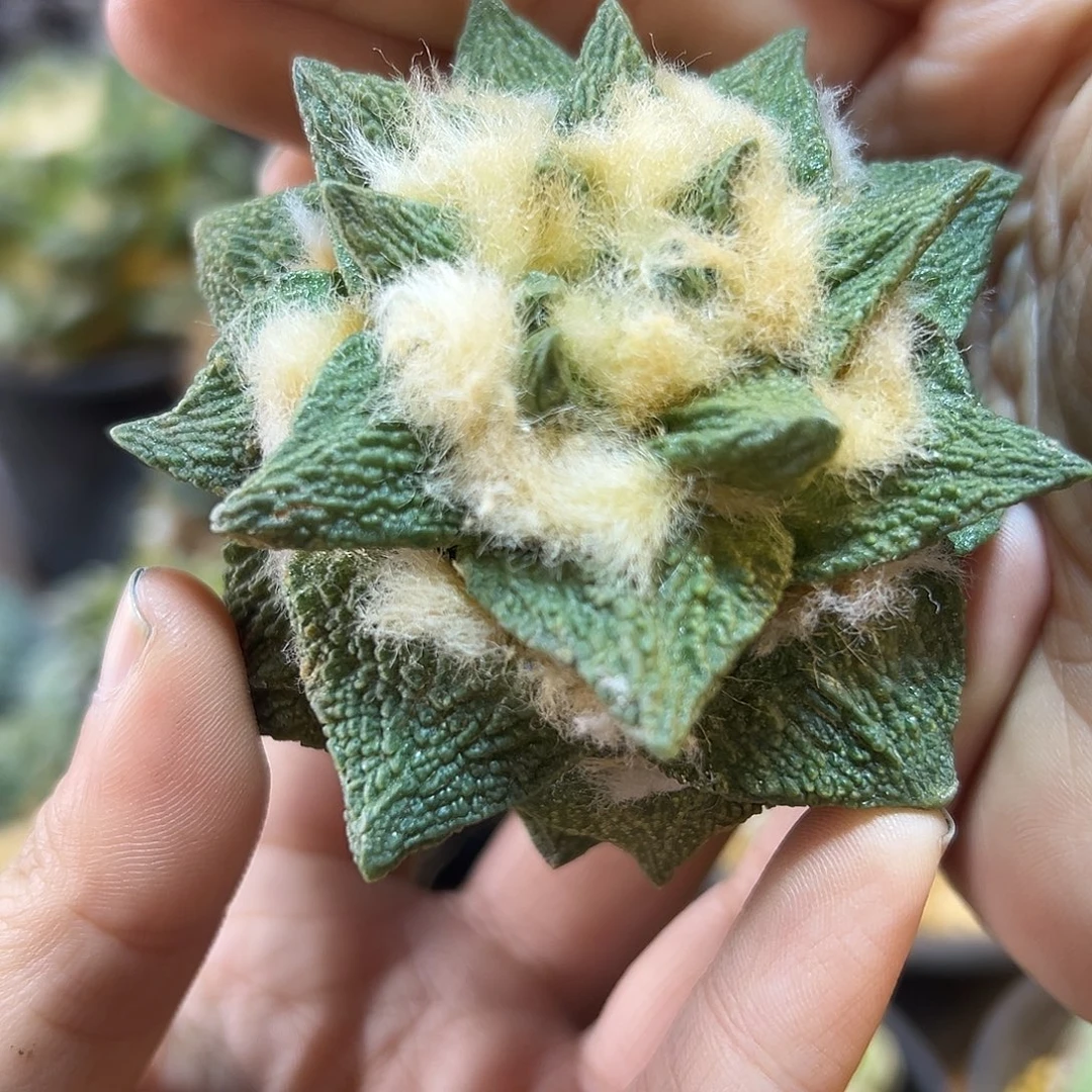 晚35号苗接龙角怒无根7公分