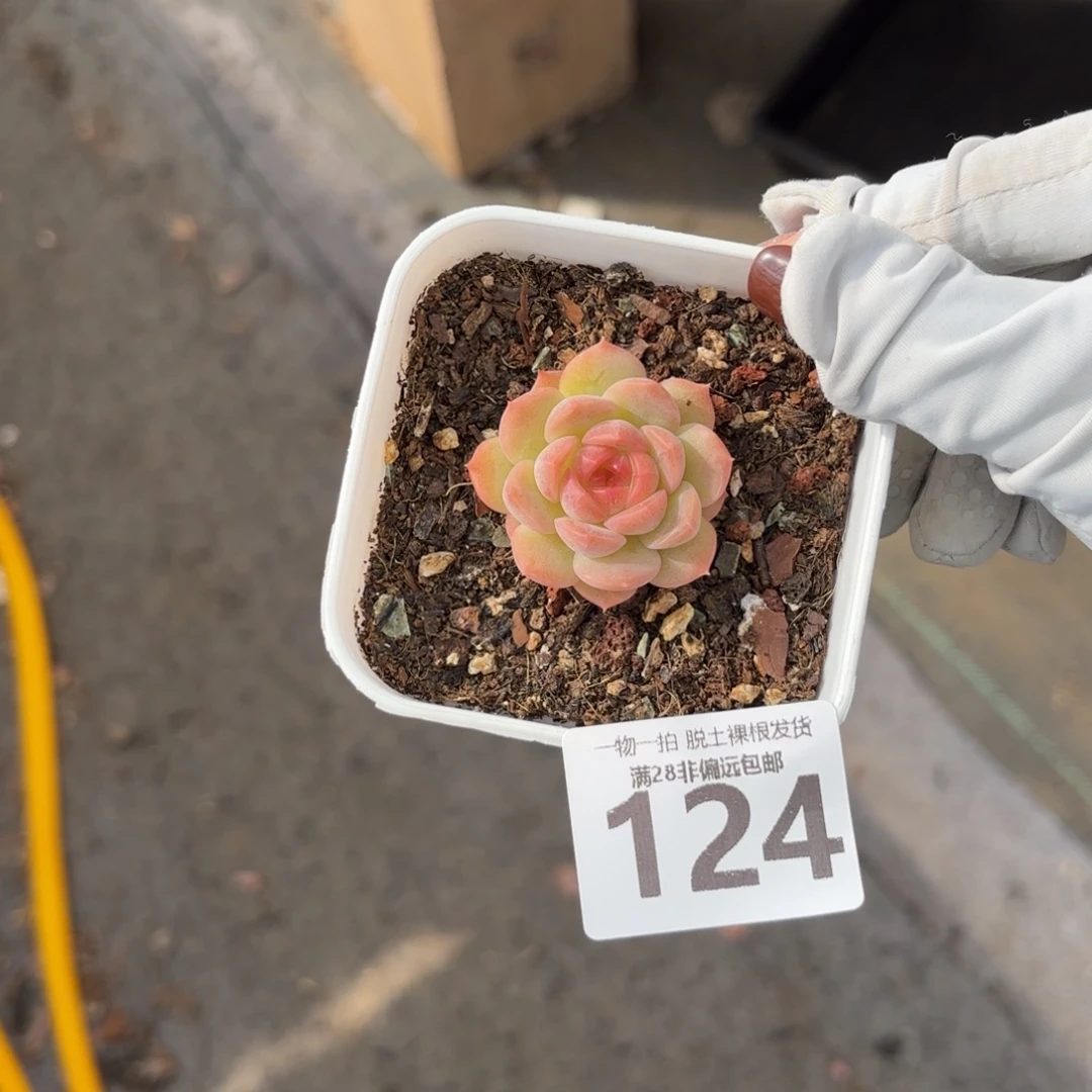 琴心单头无盆土发货