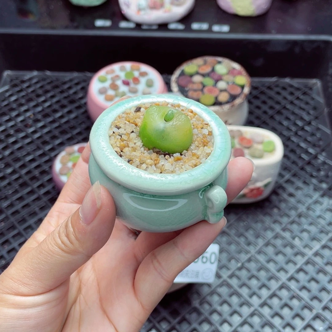 w2061 带盆土发货一物一拍