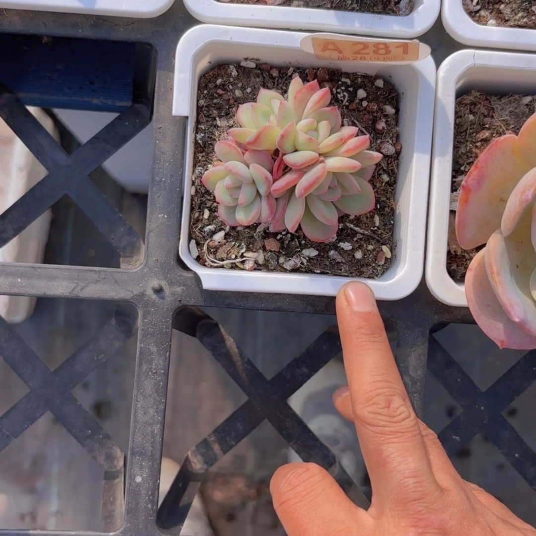 A281泡芙群一物一拍