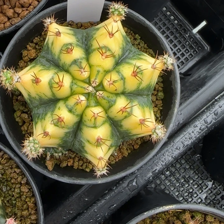 48-0207侧芽脱土发多肉