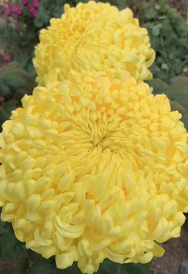 【国华金越山】大花富贵菊九月大菊盆栽开花好看观赏佳品