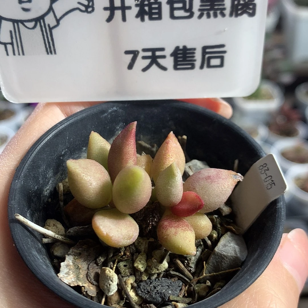 【Jun309 】优选种播实生