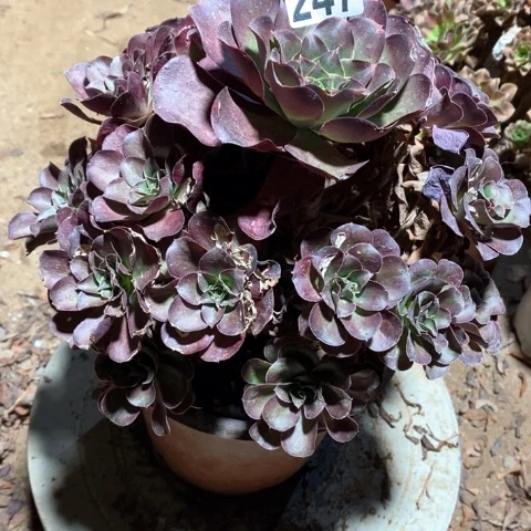 笑***开247魅金十八包邮偏远勿拍