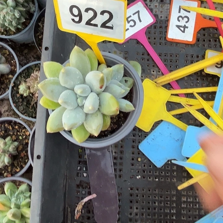 多肉植物胖体哥特922