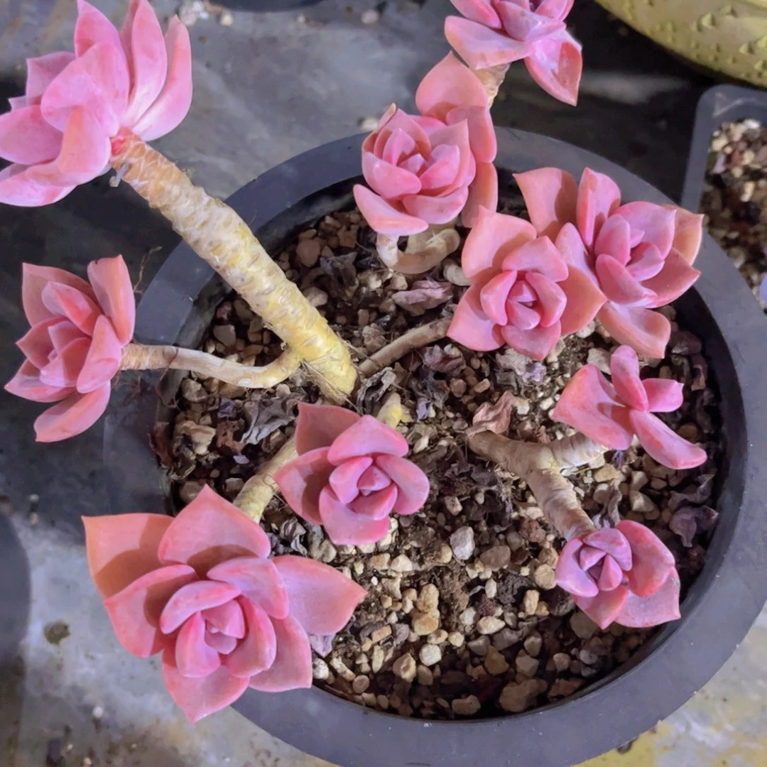 彩虹糖31210多肉植物