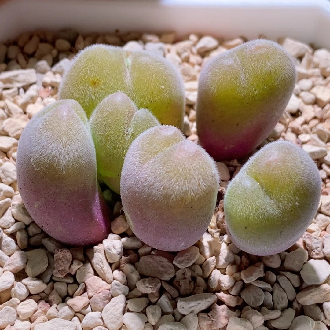 六头群生红色长毛翠堤