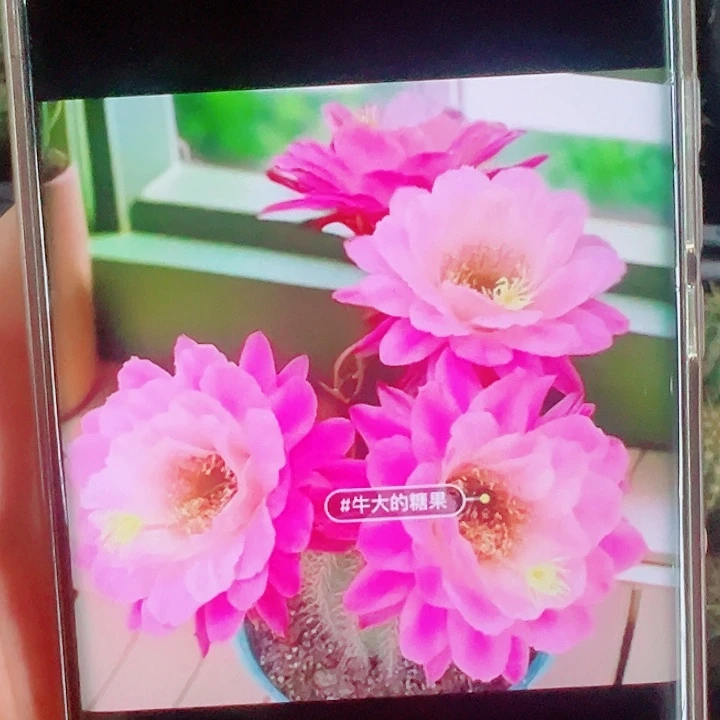 毛花柱牛大糖果侧芽拍一发二