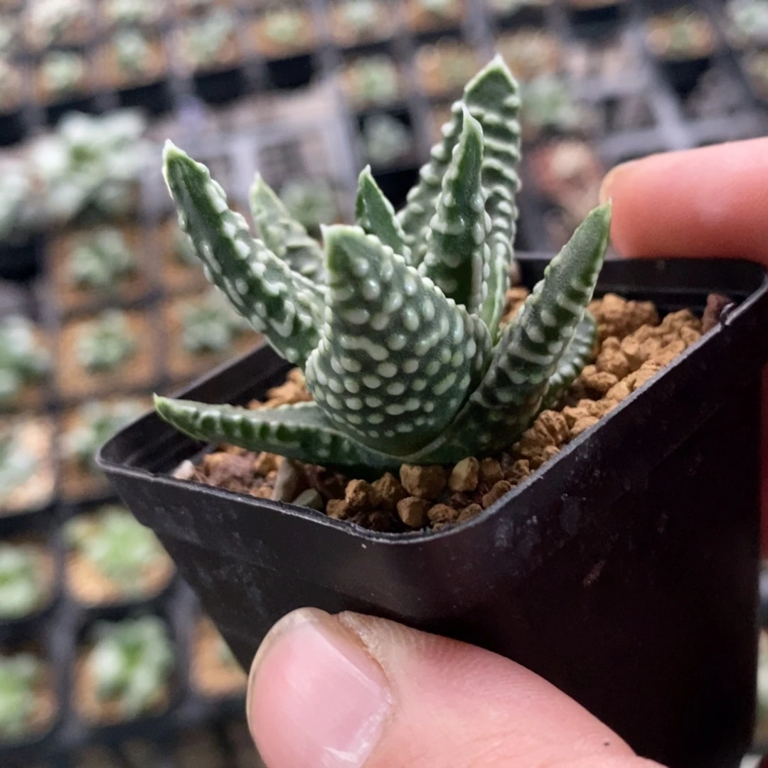 皇帝硬叶一颗。   新年福利